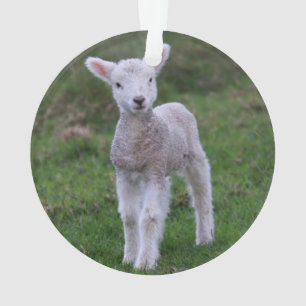 Ornamento Lamb Baby Shea Fazenda Animal