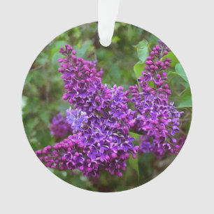 Ornamento Lilases Roxos Adoráveis