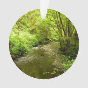Ornamento Lost Man Creek I no Parque Nacional Redwood