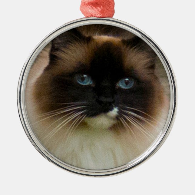 Ornamento Loveable do gato de Ragdoll (Frente)