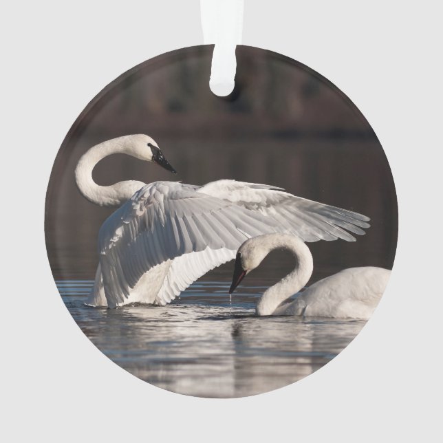 Ornamento Loving Swans (Verso)