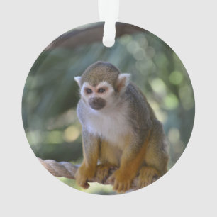 Ornamento Macaco de esquilo inquisidor