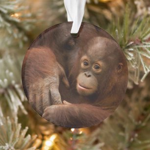 Ornamento Mãe e bebê Orangutan no zoológico