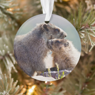 Ornamento Mãe Marmota com Bebê