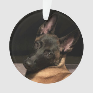 Ornamento Malinois Dog