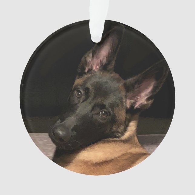 Ornamento Malinois Dog (Frente)