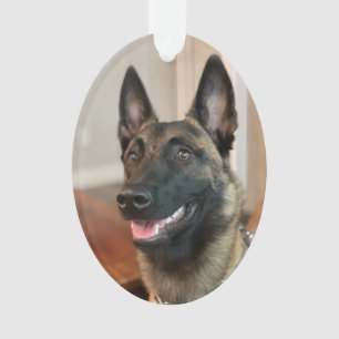 Ornamento Malinois Dog