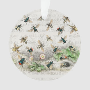 Ornamento Melhor Rainha Abelha Entomologia Botânica Vintage