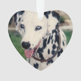 Ornamento Meu Amigo Pet Carrega Sua Própria Foto Personaliza