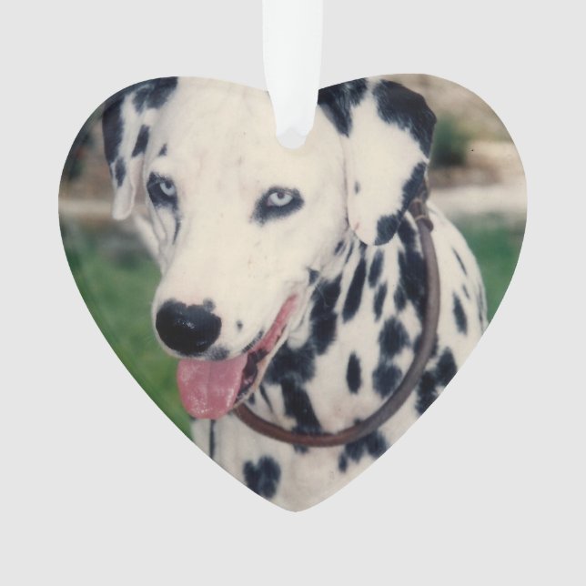 Ornamento Meu Amigo Pet Carrega Sua Própria Foto Personaliza (Frente)