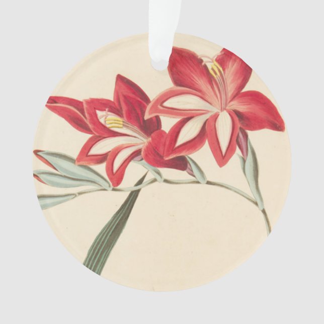 Ornamento Milho-Bandeira magnífica (Frente)