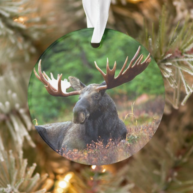 Ornamento Moose (Árvore)