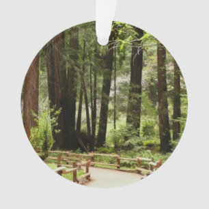 Ornamento Muir Woods Path I Nature Photoics