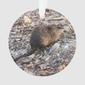 Ornamento Muskrat