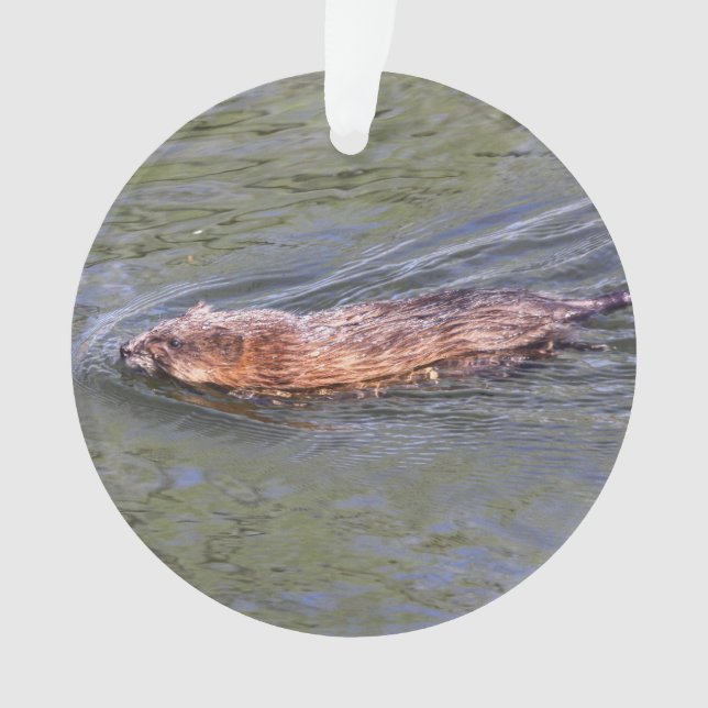 Ornamento Muskrat (Frente)