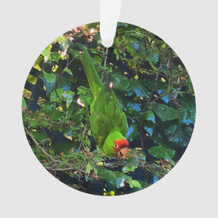 Ornamento nº 1 da Cherry Headed Conure