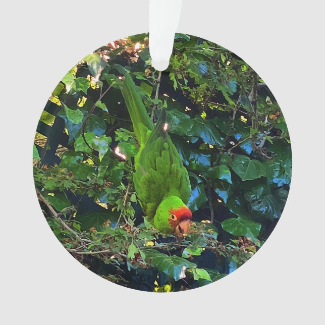 Ornamento nº 1 da Cherry Headed Conure (Frente)