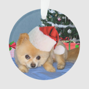 Ornamento Natal, cão de Pomeranian, chapéu do papai noel