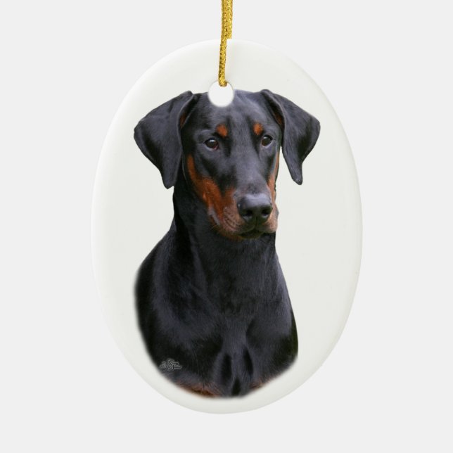 Ornamento natural das orelhas do Pinscher preto de (Frente)