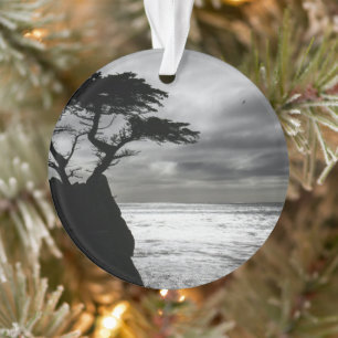 Ornamento Natureza Fotografia preto e branco