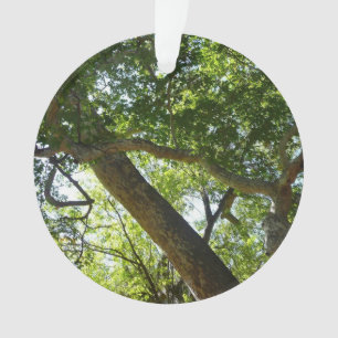 Ornamento Natureza Verde da Árvore Sycamore