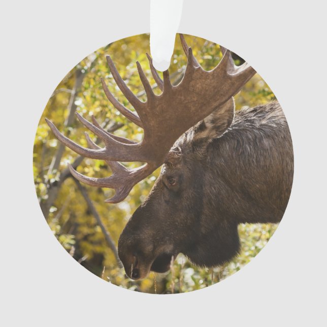 Ornamento Noble Bull Moose (Frente)