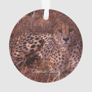 Ornamento Olhar fixo da chita
