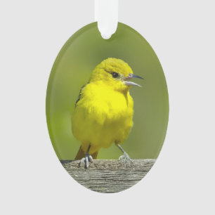 Ornamento Orchard Oriole - Fotografia original