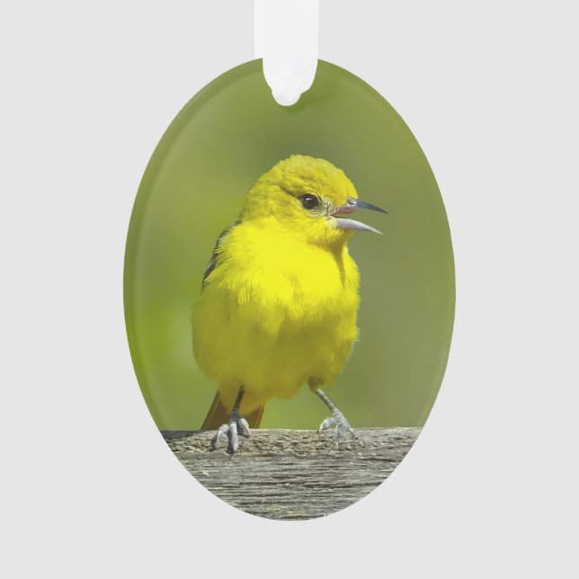 Ornamento Orchard Oriole - Fotografia original (Frente)