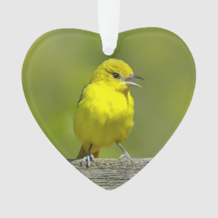 Ornamento Orchard Oriole - Fotografia original