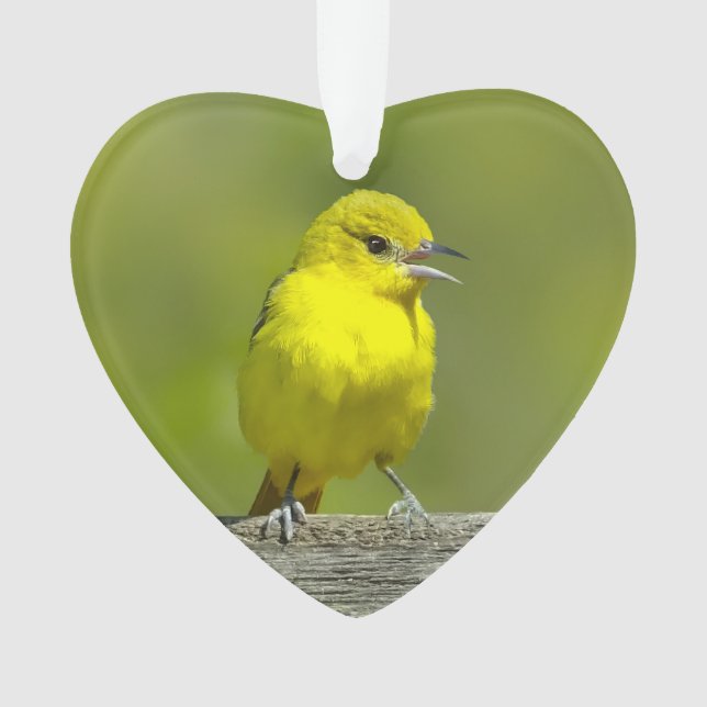 Ornamento Orchard Oriole - Fotografia original (Frente)