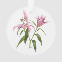 Oriental Lily - Stargazer