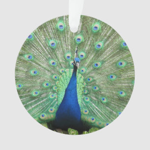Ornamento Ornament - Peackock