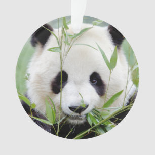Ornamento Ornament Photo gigant panda , animais 0291.