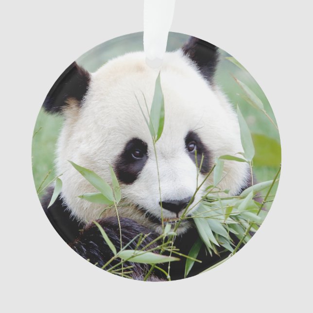 Ornamento Ornament Photo gigant panda , animais 0292. (Frente)