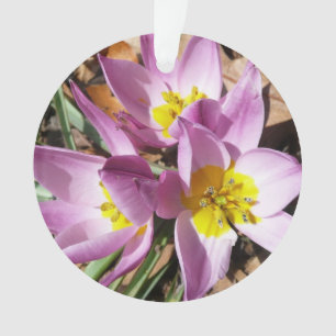 Ornamento Os açafrões cor-de-rosa saltam cedo floral