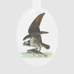 Ornamento Osprey por Audubon