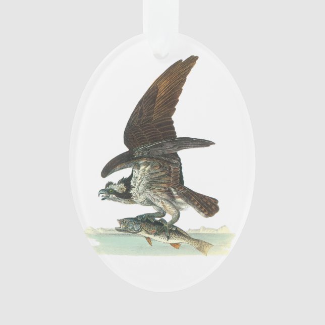 Ornamento Osprey por Audubon (Frente)