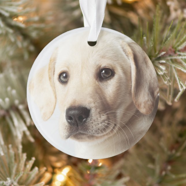 Ornamento Ouro Labrador Puppy (Árvore)