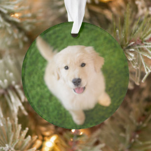 Ornamento Ouro - Retirador de Puppy com Grass
