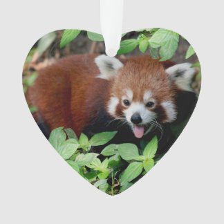 Ornamento Panda Vermelha Enraizada, Personalizável