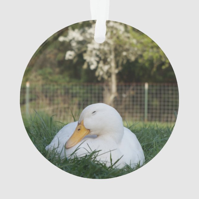 Ornamento Pato de Nápoles (Verso)