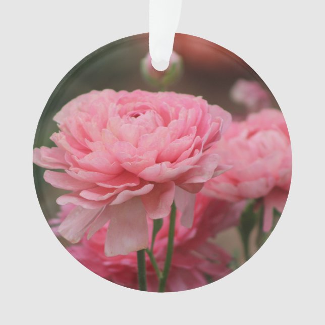 Ornamento Peony Pink Ranunculus Closeup (Frente)