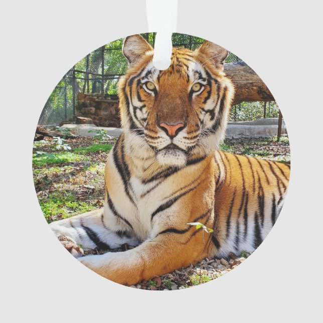 Ornamento Pepsi - (Verso)