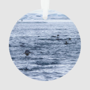 Ornamento Pinguim voador