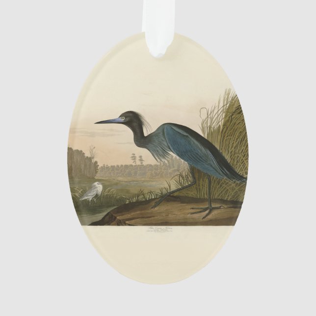 Ornamento Pintura de Heron Audubon com Crane Azul (Verso)