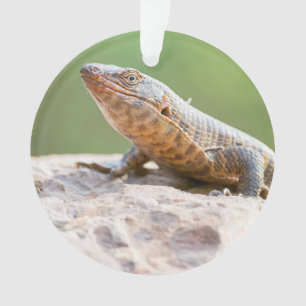 Ornamento Plated Lizard