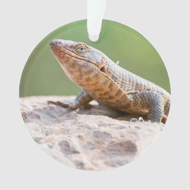 Ornamento Plated Lizard (Frente)