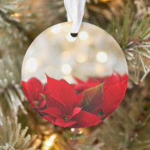 Poinsettia de Natal