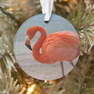 Ornamento Praias Tropicais Caribe Flamingo, Aruba